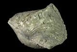 Pyrite Replaced Brachiopod (Paraspirifer) Fossil - Ohio #135560-2